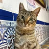 Francisca